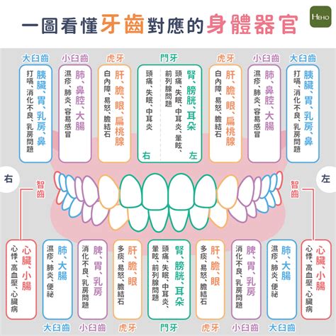 牙齒經絡圖|牙痛可能是內臟警訊？一圖看懂牙齒對應的身體器官